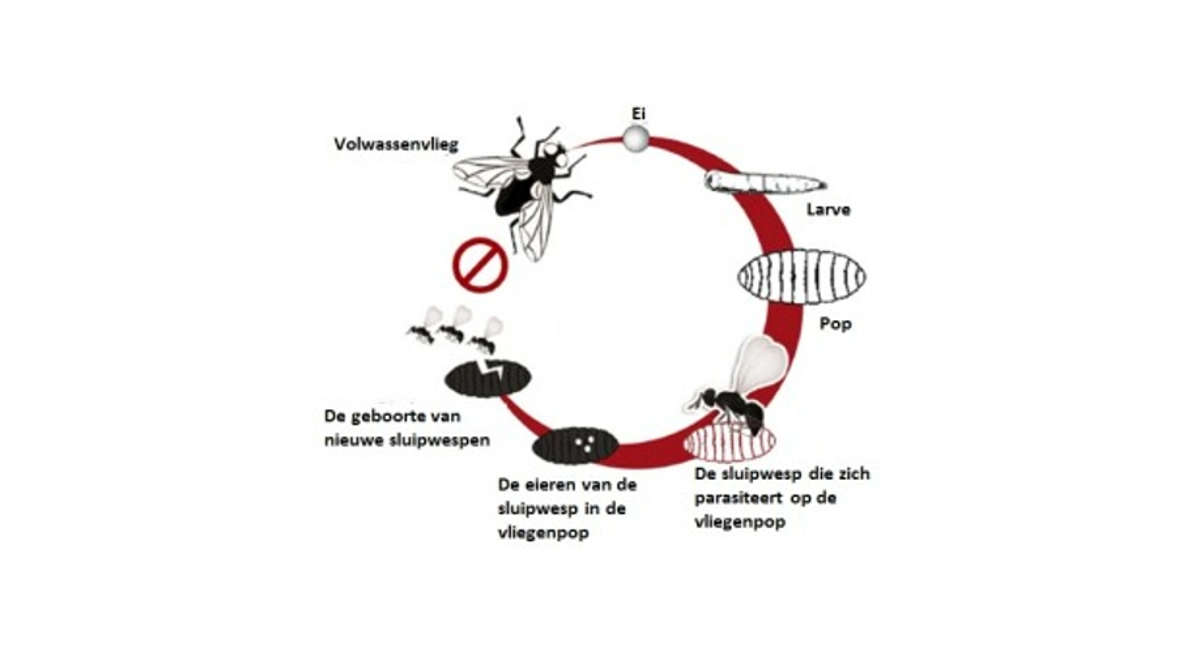 vlieg levenscyclus 2