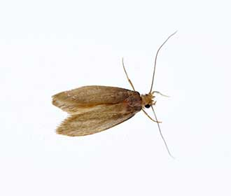 Brown house moth
