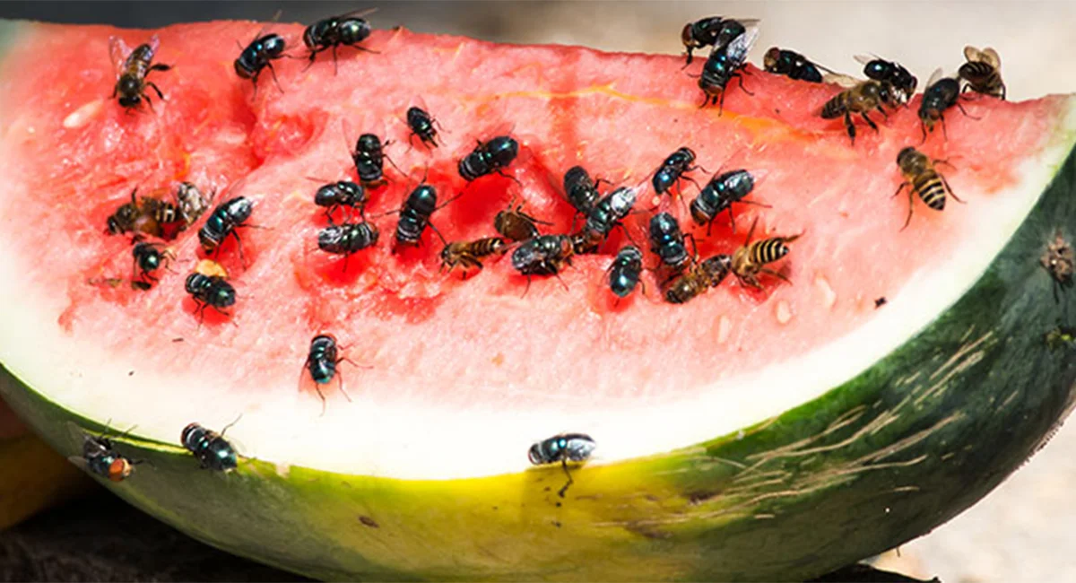 Flies on a watermelon