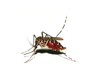 Tiger Mosquito