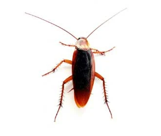 Ectobius panzeri