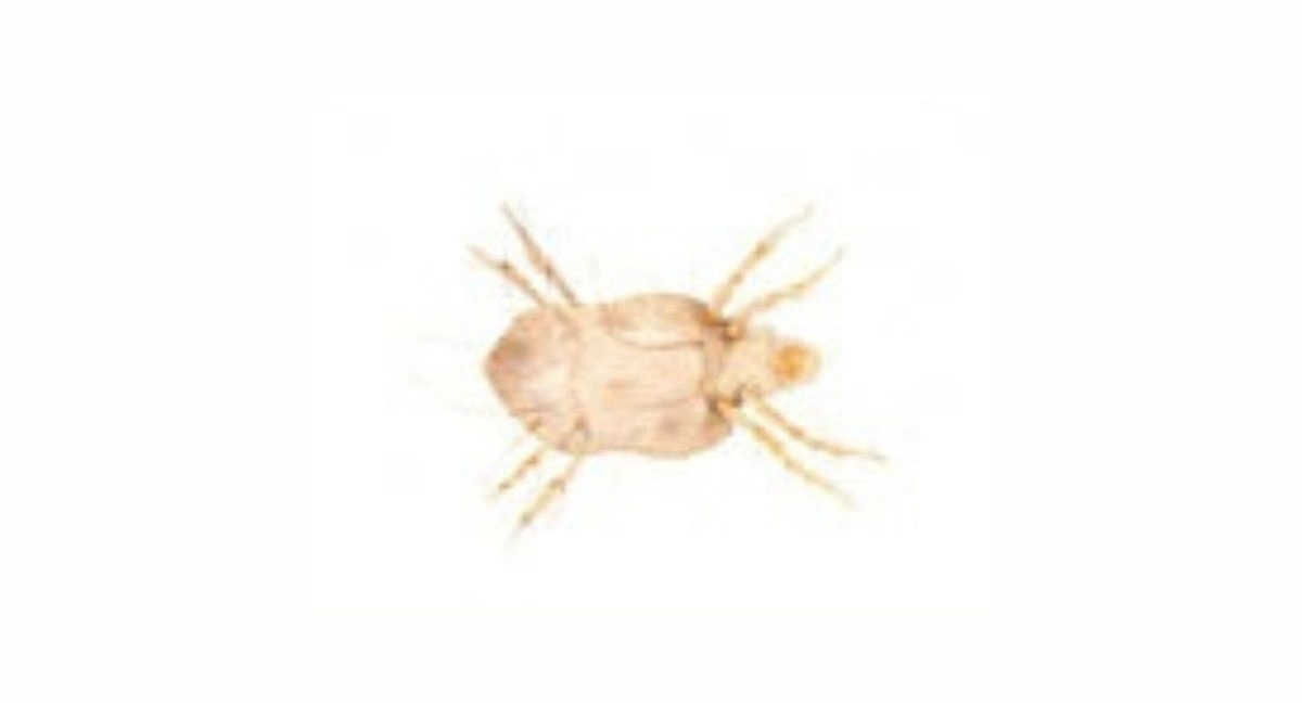 Acarien domestique