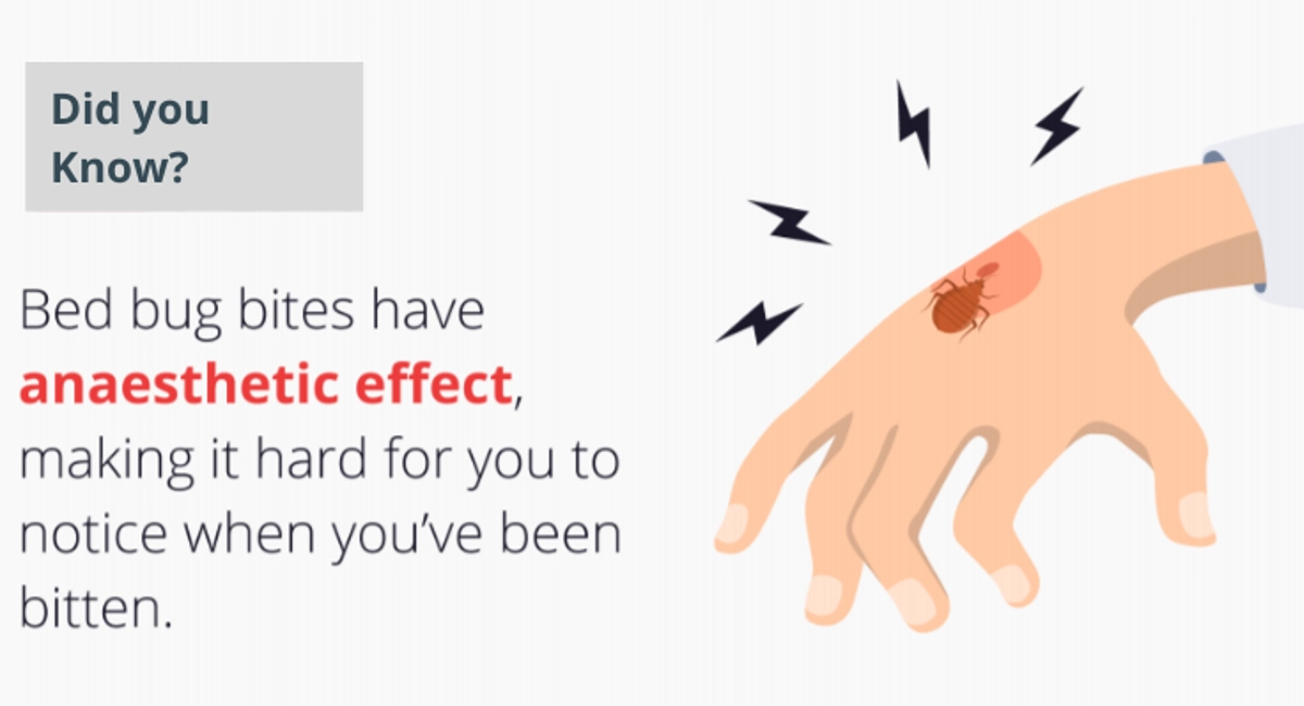 bed bugs bite