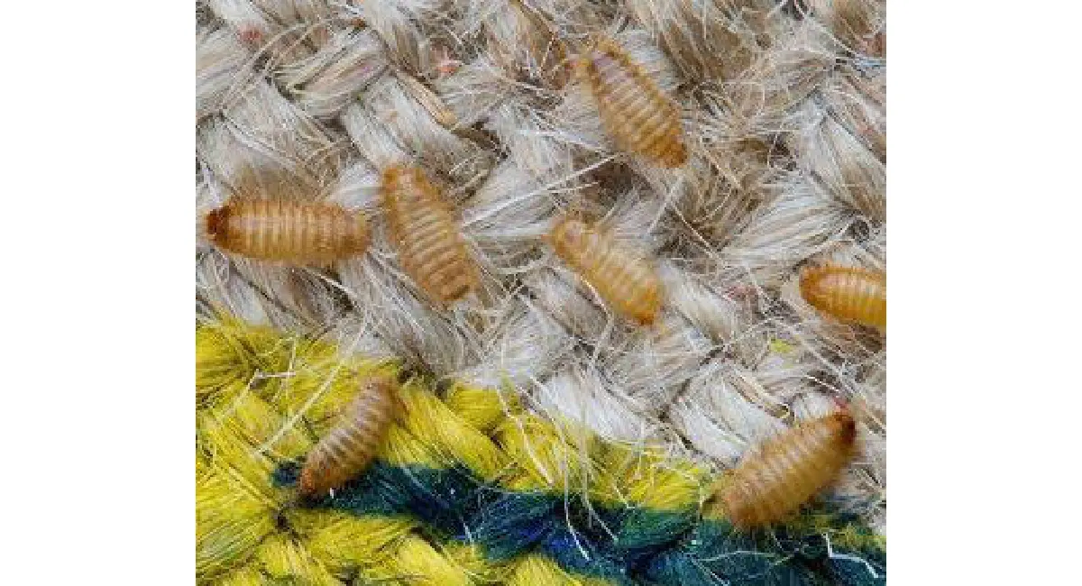 Khapra Beetle