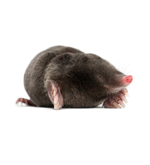 Mol