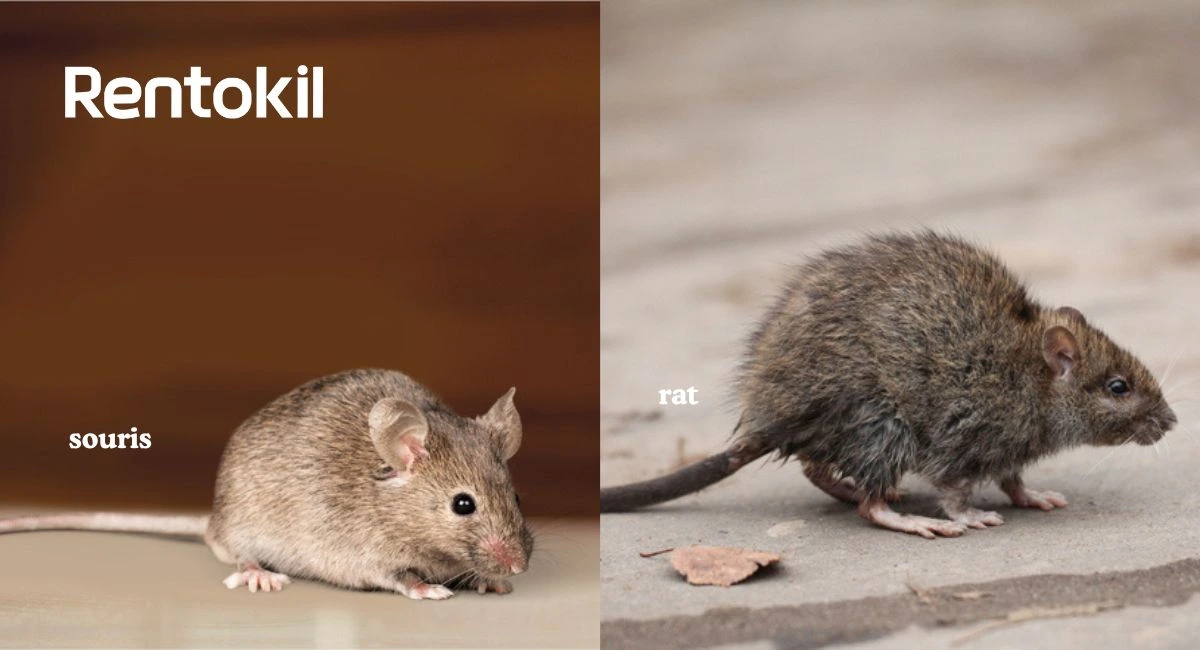 crotte de rat et crotte de souris