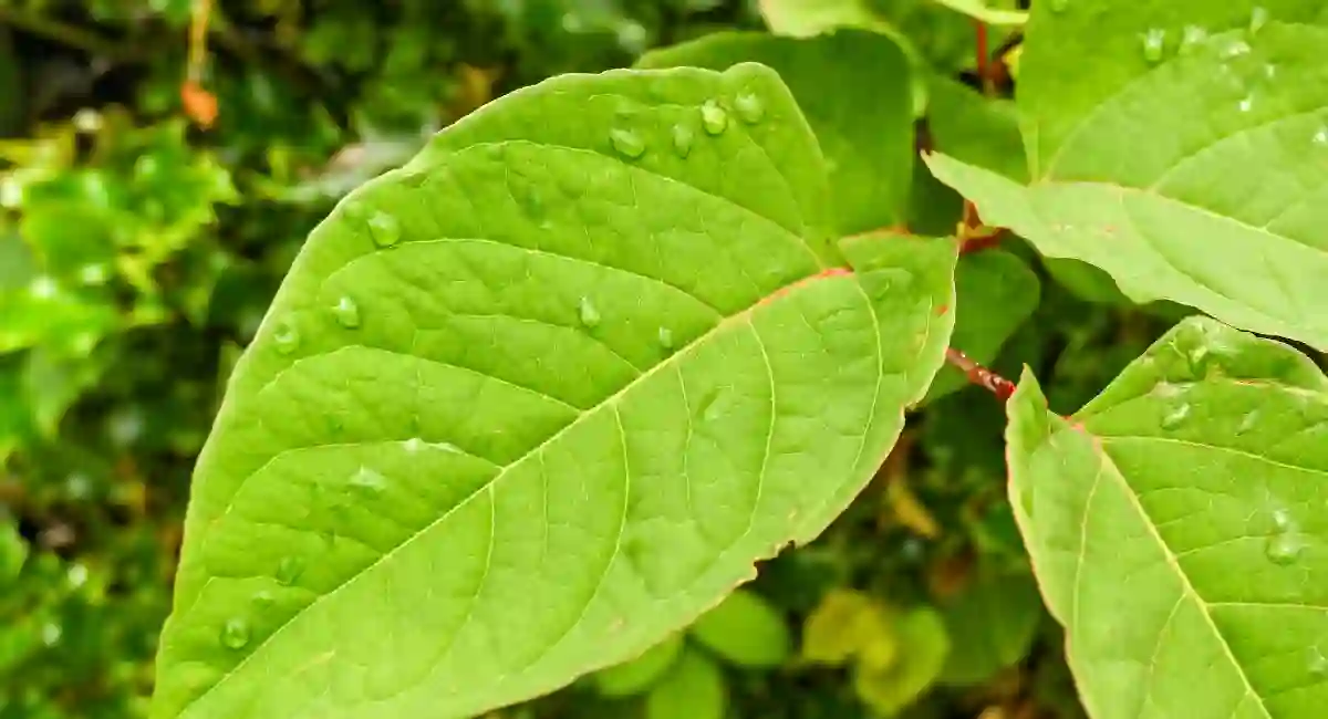  Japanese Knotweed