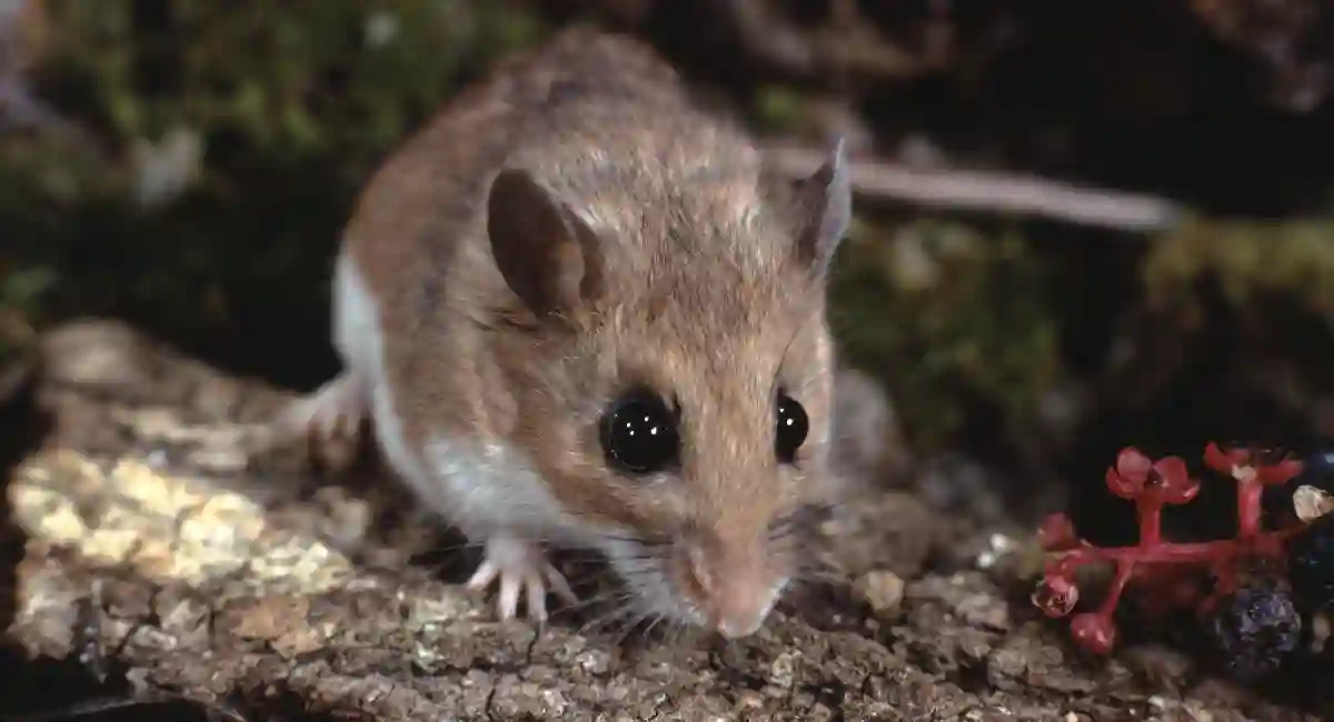 Mouse