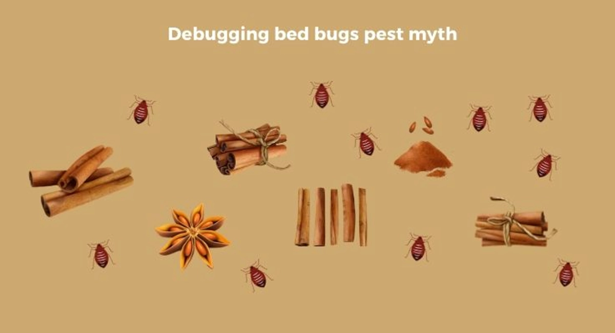 Debugged Blog Seven Facts About Bed Bugs In Singapore Debugged Bed Bug Pest Myth