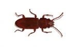 Flat Grain Beetle