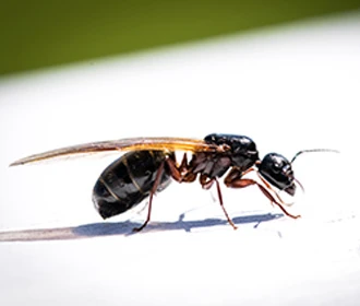 Flying ants