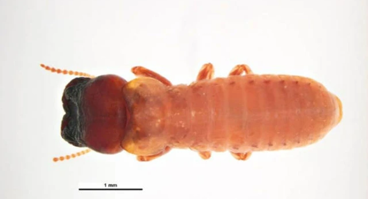 Cryptotermes brevis