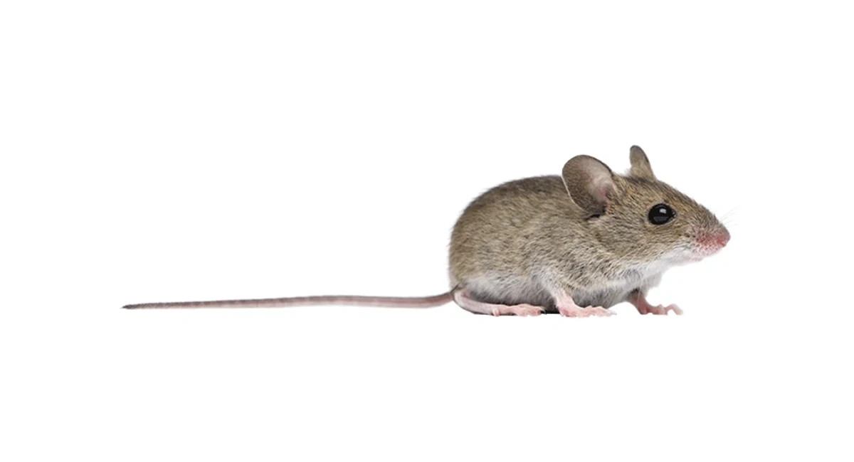 House mouse