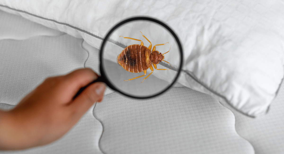 bed bug