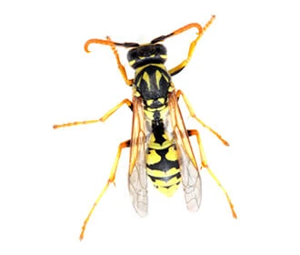 European wasp and English wasp