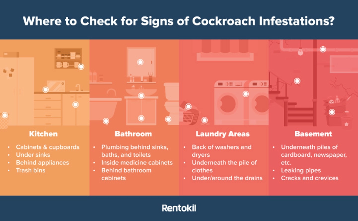 signs of cockroach infestation