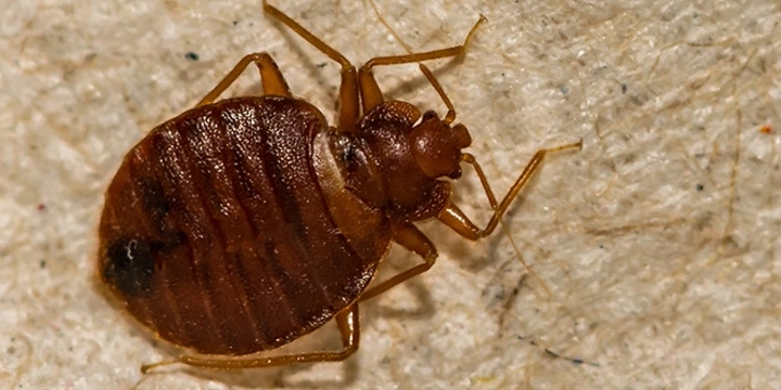 Pest challenges bed bug