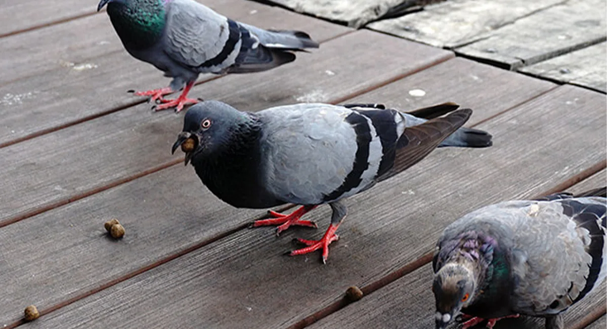 3 pigeons