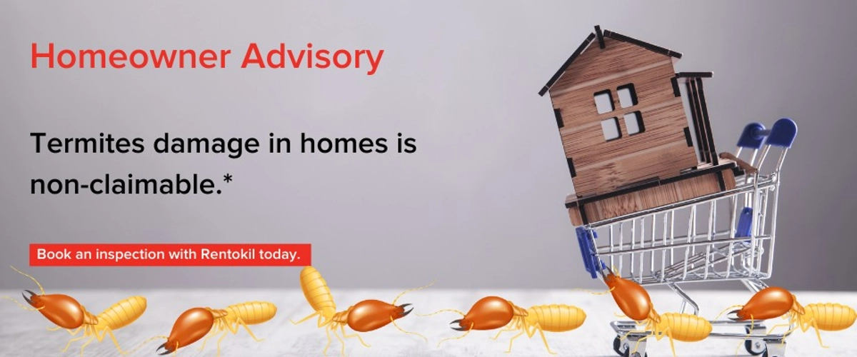 Termite Pre Inspection
