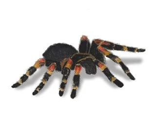 Tarantula
