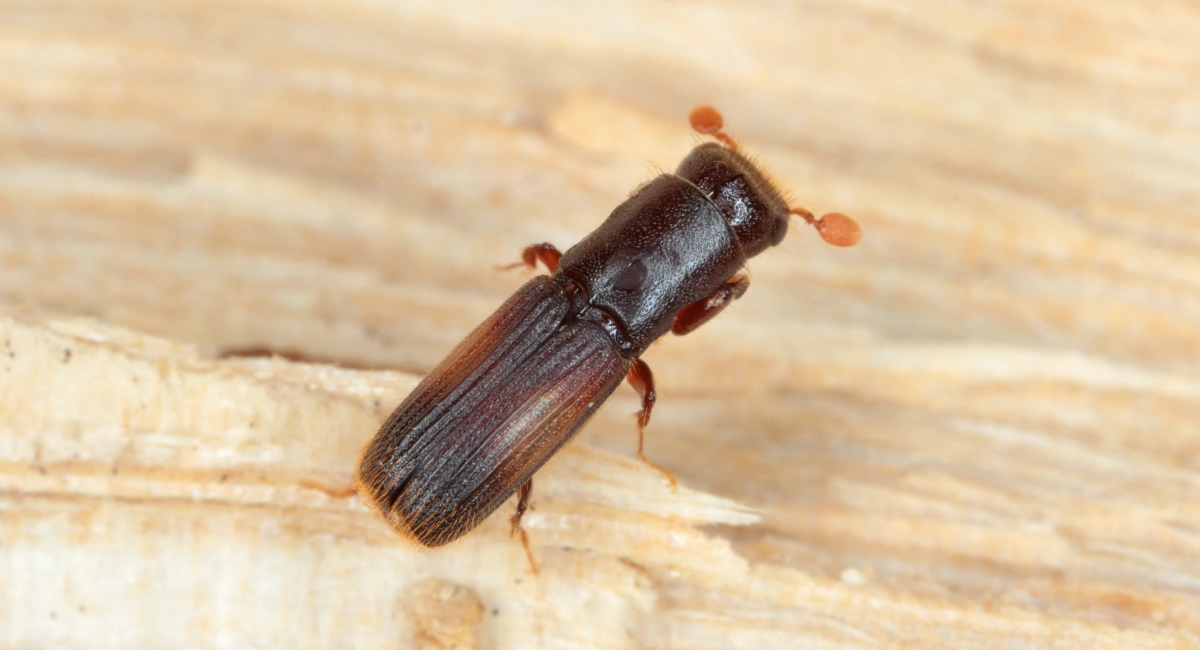 Pinhole Borer (Kumbang Liang Jarum)