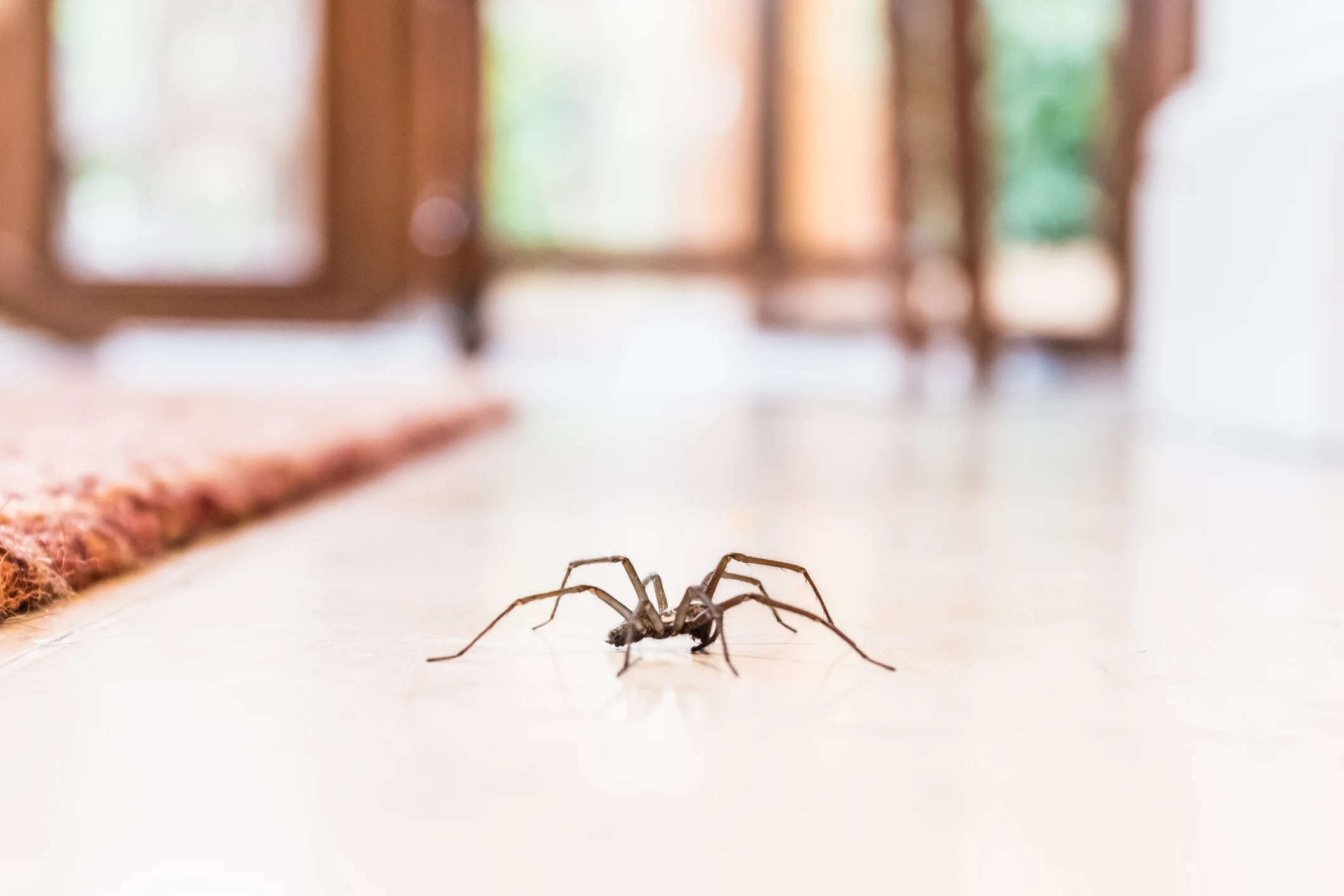 Common house spider