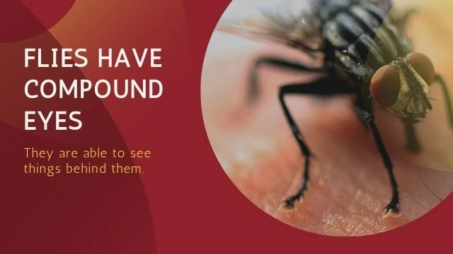 Flies have compound eyes