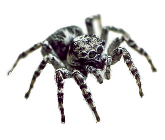 Zebraspin