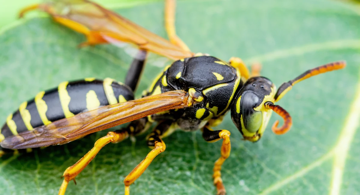 wasp