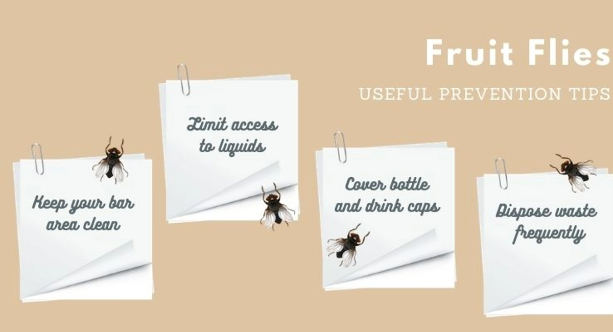 Debugged Blog How Do You Control A Fly Infestation Prevention Tips