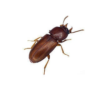 Broadhorned Flour Beetle