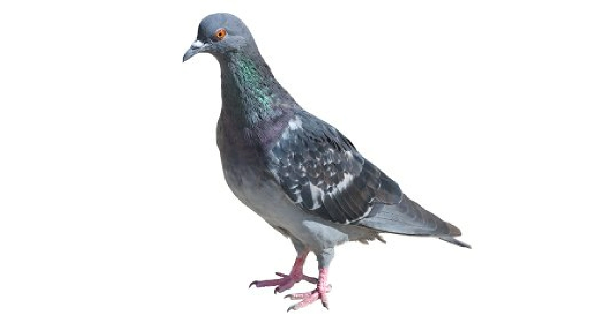 Pigeons