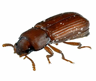 Confused Flour Beetle