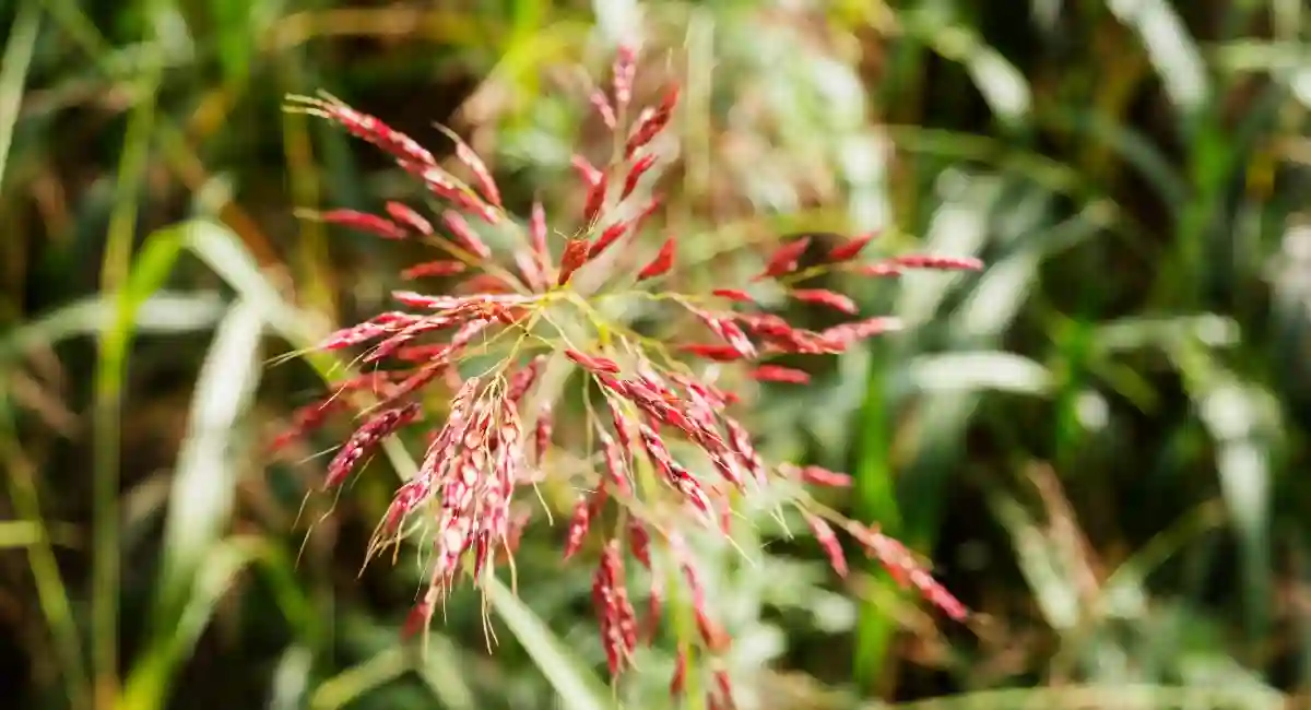 Johnsongrass
