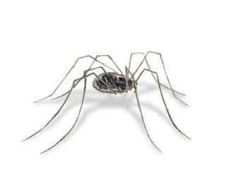 Daddy Long Legs Spider