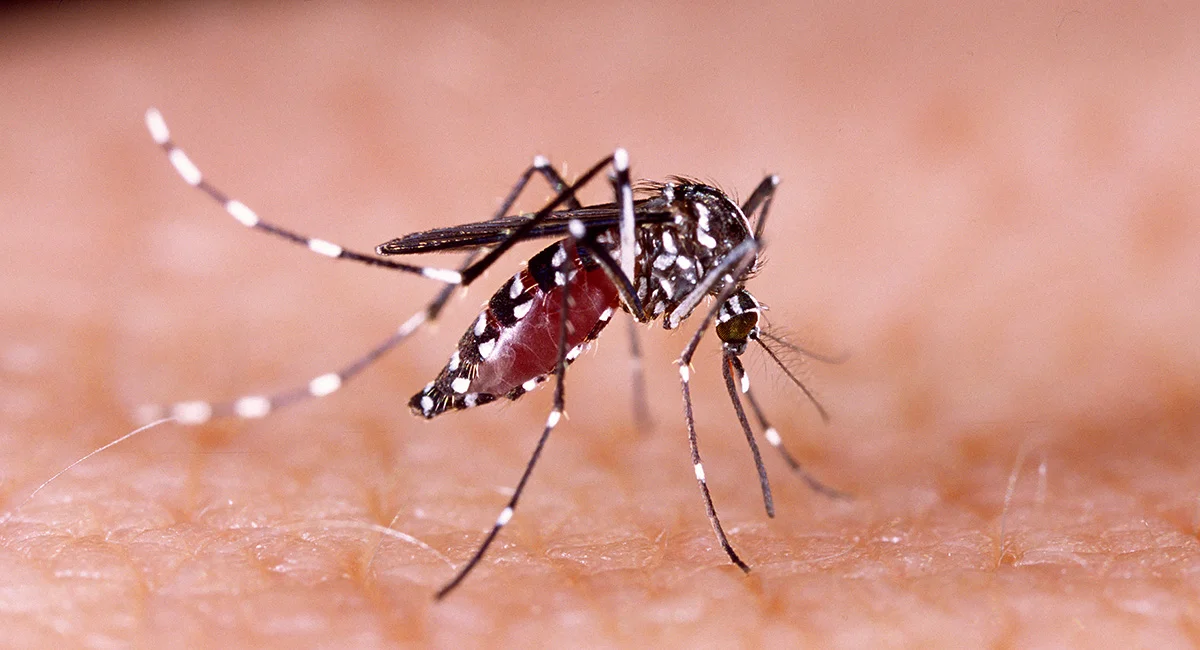Picture of a mosquito spreading diseases such as malaria and dengue fever through mosquito bites