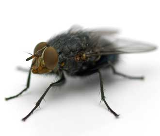 house fly