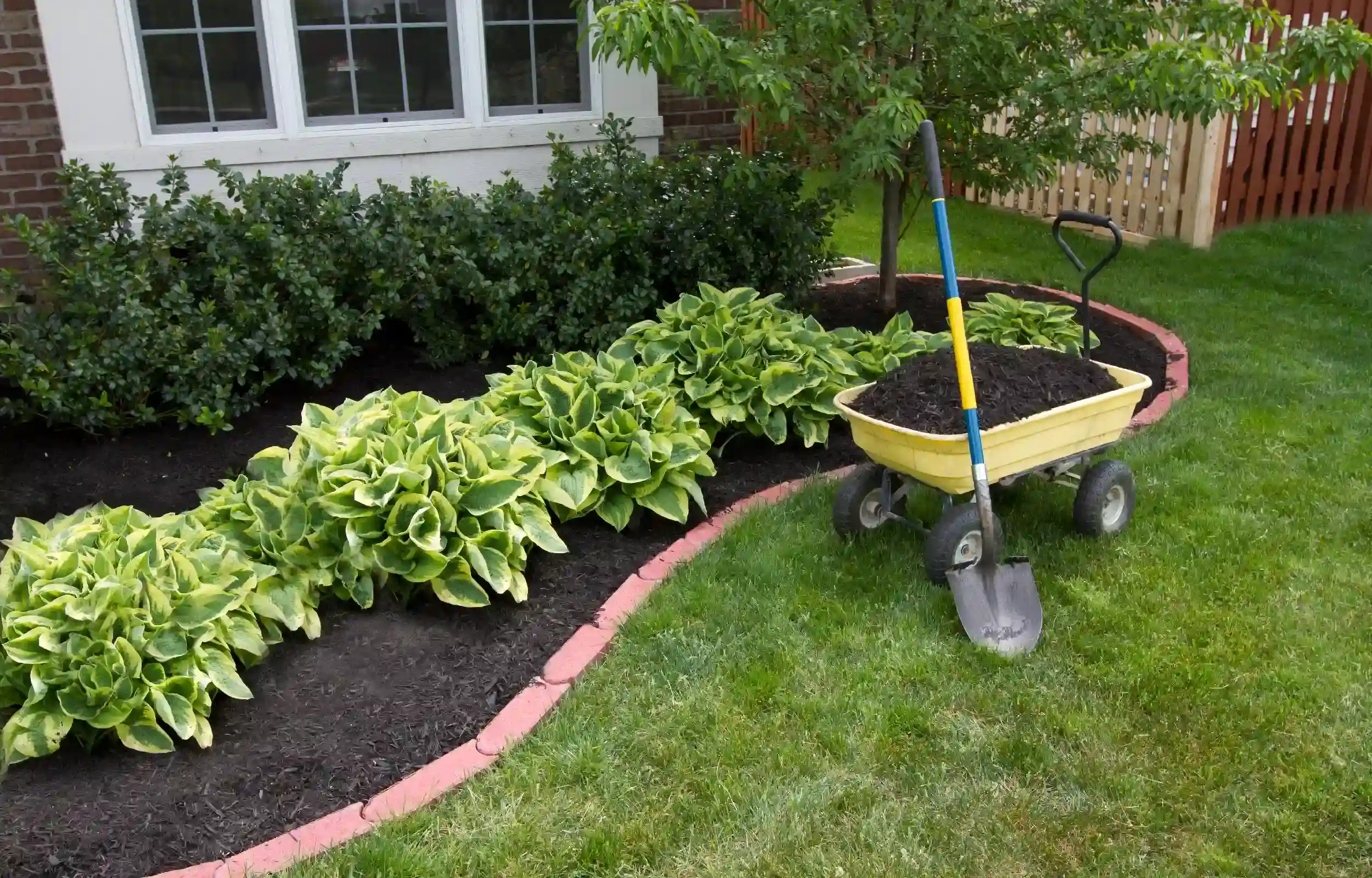 Garden plants