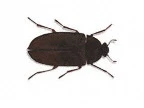 Leather Beetle