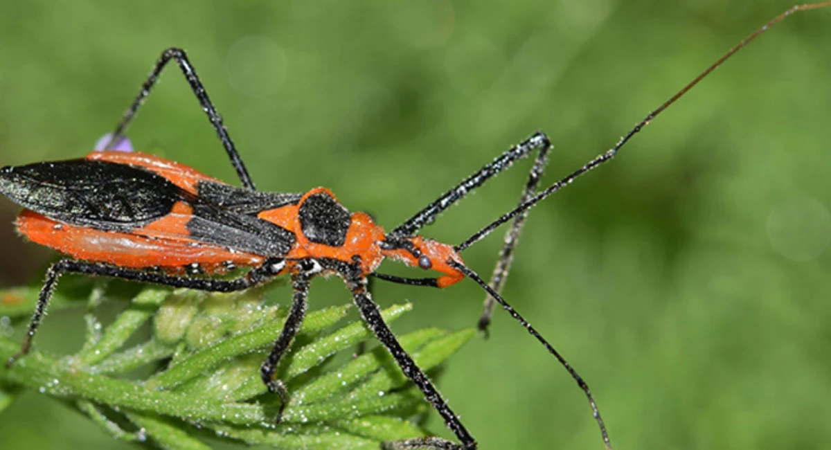 Triatomine-bugs