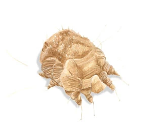 Scabies mite