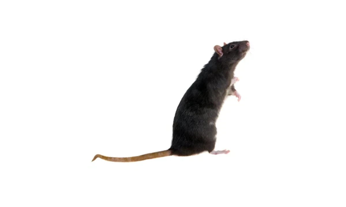 Brown Rat