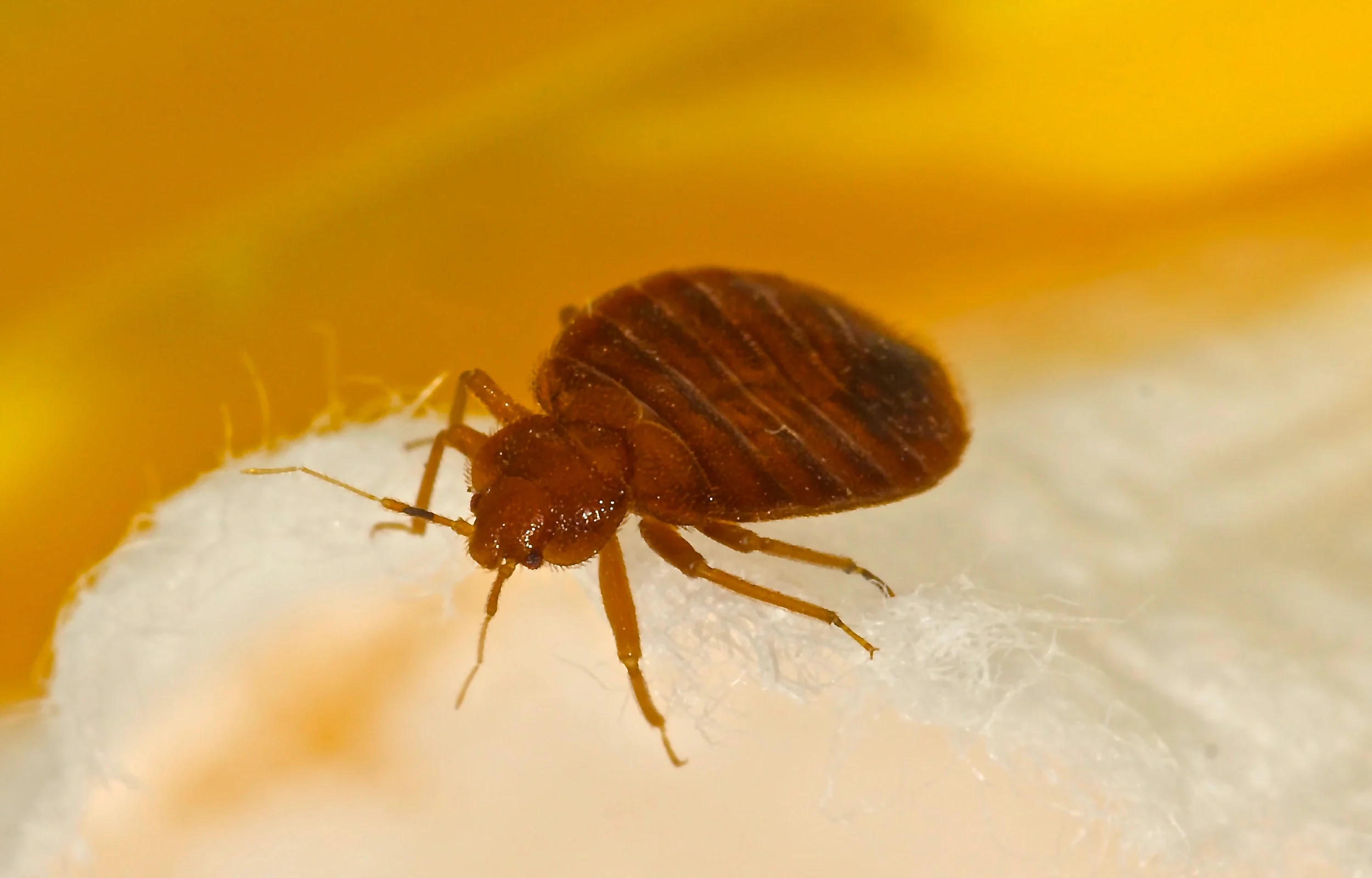 bed bug on corrugated recycle paper