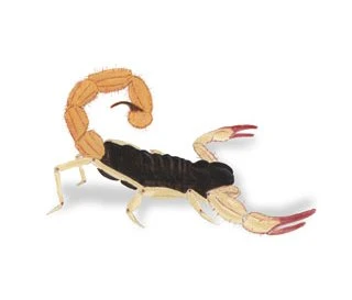 Scorpions (1100 Spider Species)