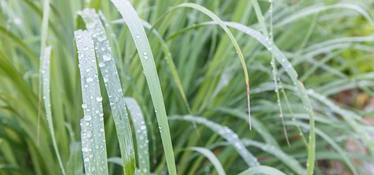 Citronella plant