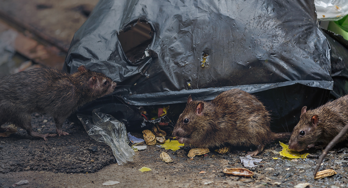 Covid-19-rat-rodent-street