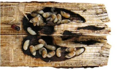 bestrijding van houtworm te leveren
