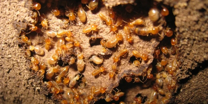 Debugged Blog 10 Facts of Termites Control You Must Know Termites Interesting Facts of Termites