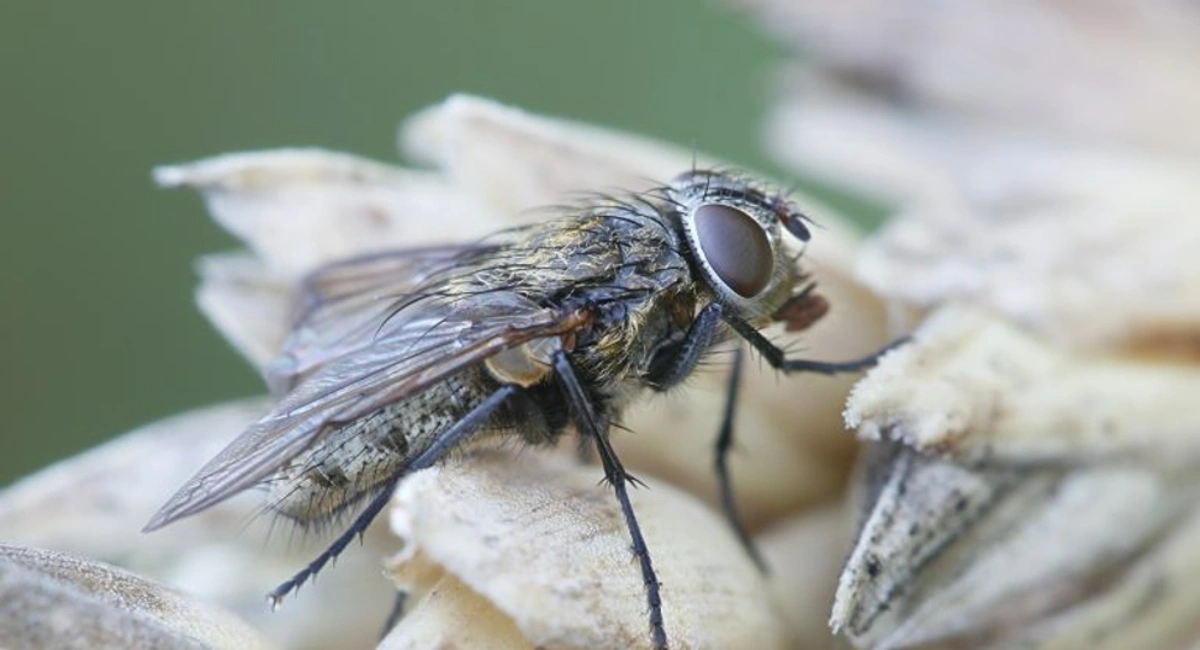 a fly rubbing its legs