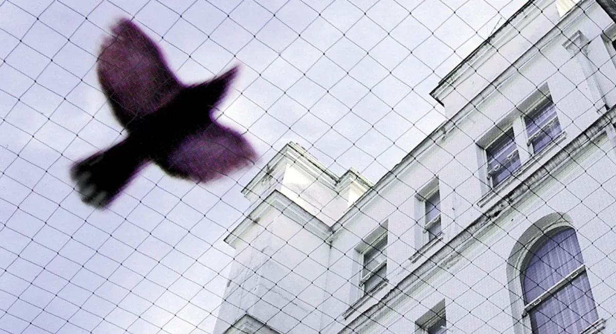 Bird net
